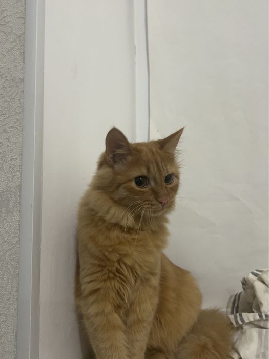 Отдам кота в добрые руки