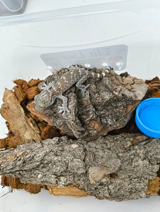 Гекон Токи / Gekko Gecko