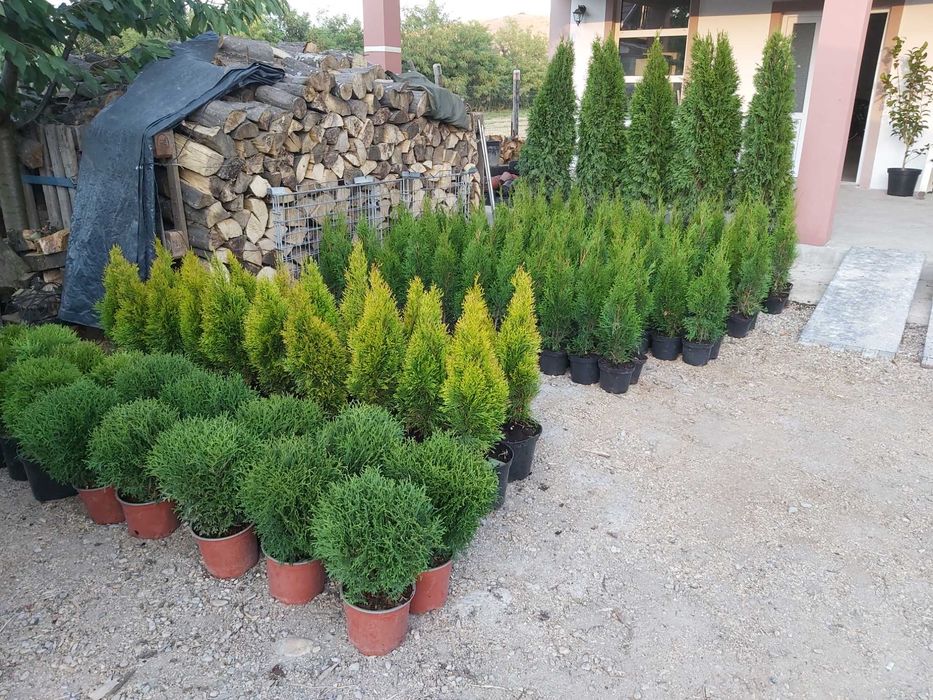 Vand conifere si plante ornamentale la ghiveci