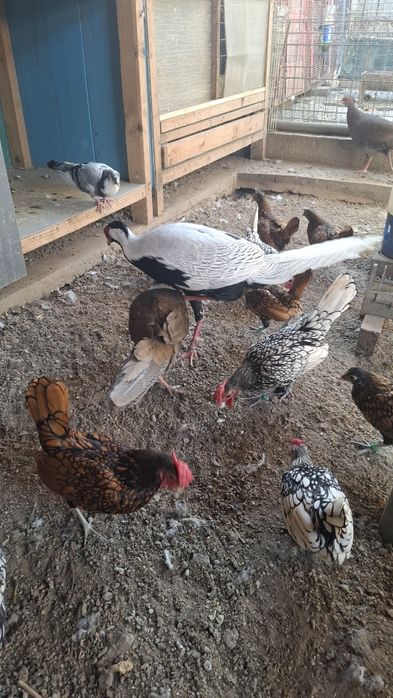 Fazani argintii 1+3-4