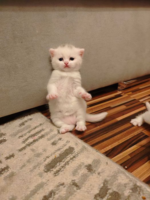 Pisoiaș British iubitor și dornic sa meargă la o familie iubitoare