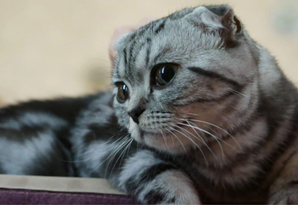 Шотландский Вислоухий кот