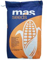 Samanta Porumb MAS 37.V Mas Seeds, FAO 370, Boabe