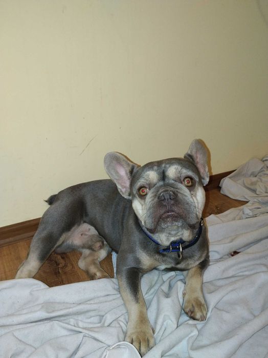 Подарявам френски булдог