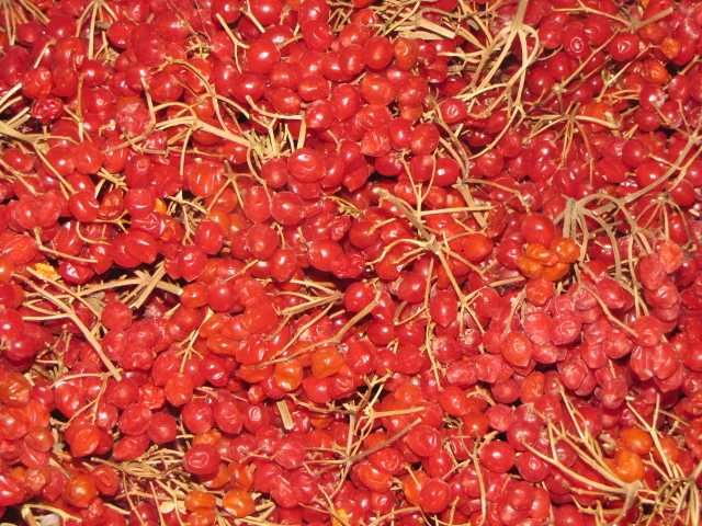 Калина    свежая .