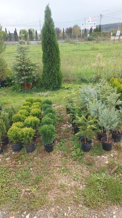 Tuia Spirala Plante ornamentale.