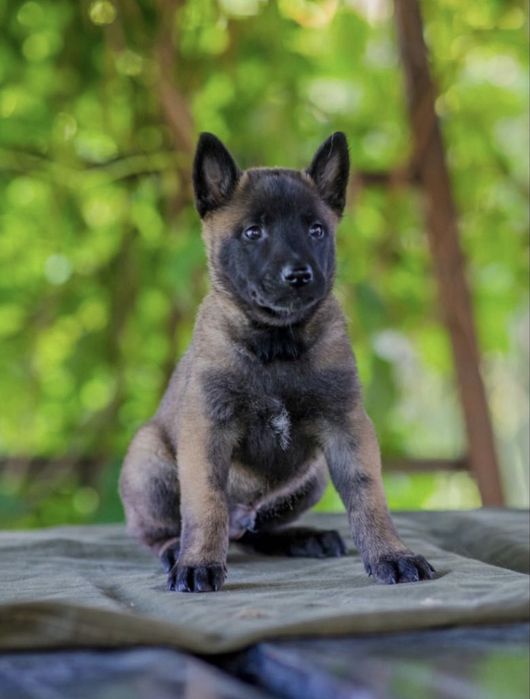 Pui de Ciobanesc Belgian Malinois