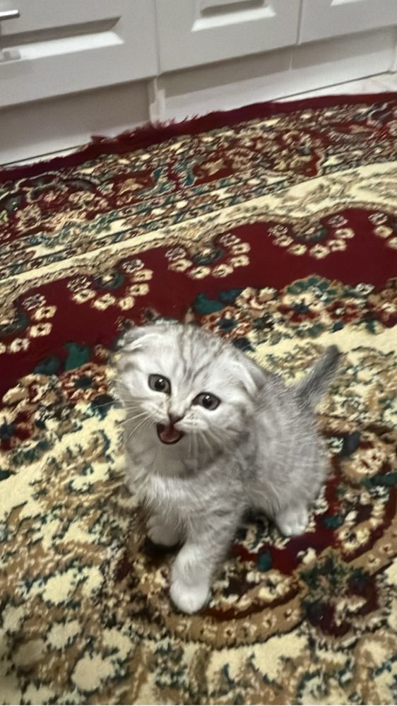 Продам котенка вислоухий