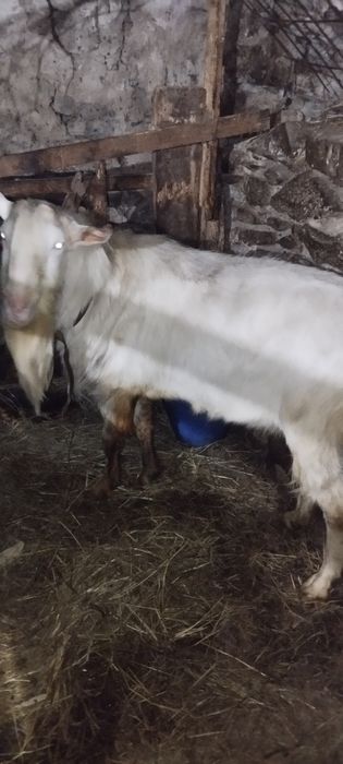 Țap saanen 2 ani