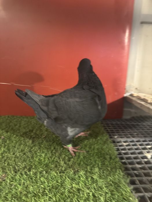 Porumbei americani AGH maturi si tineri