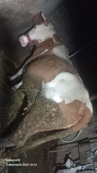 Vaca baltata gestanta