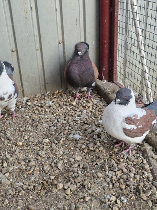 Porumbei modena 3 masculi + 1 femela