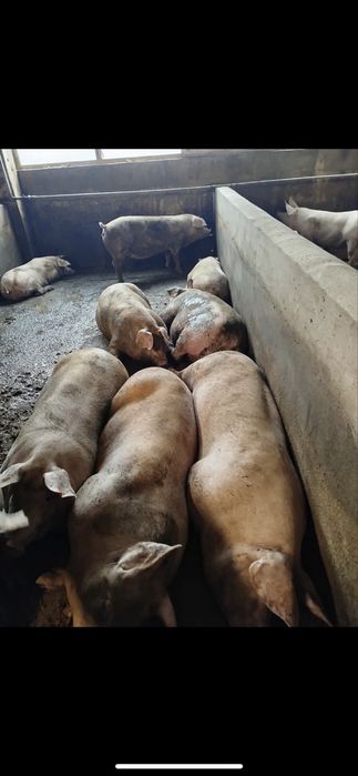 Продавам угоени прасета