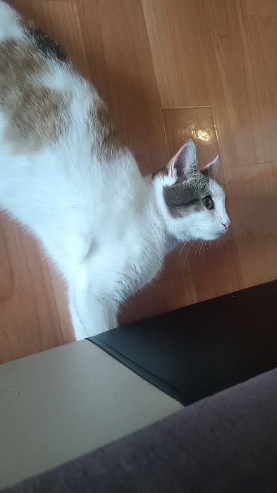 Кошечка 1 годик 6 мес