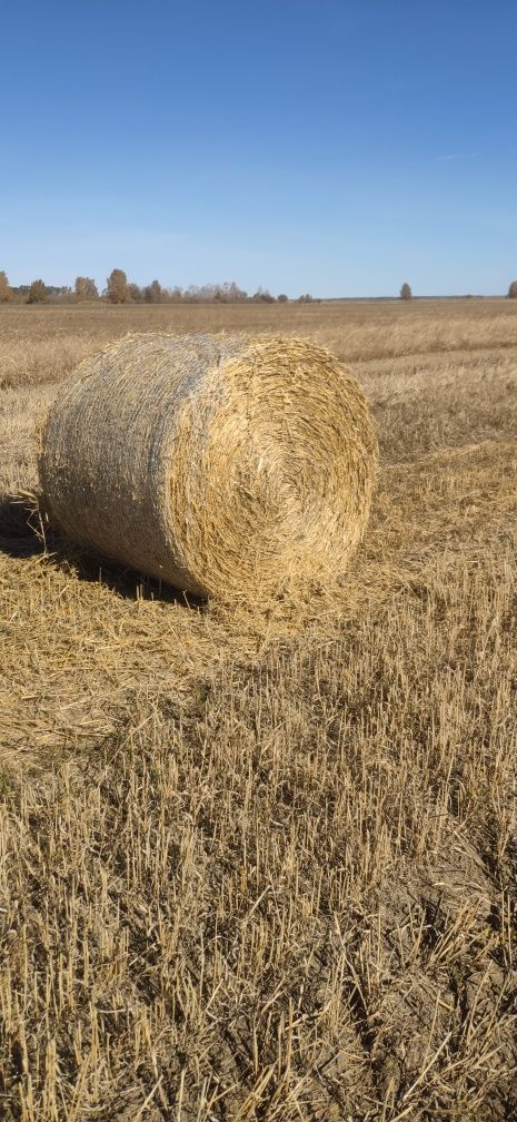 Продам солому ячменную