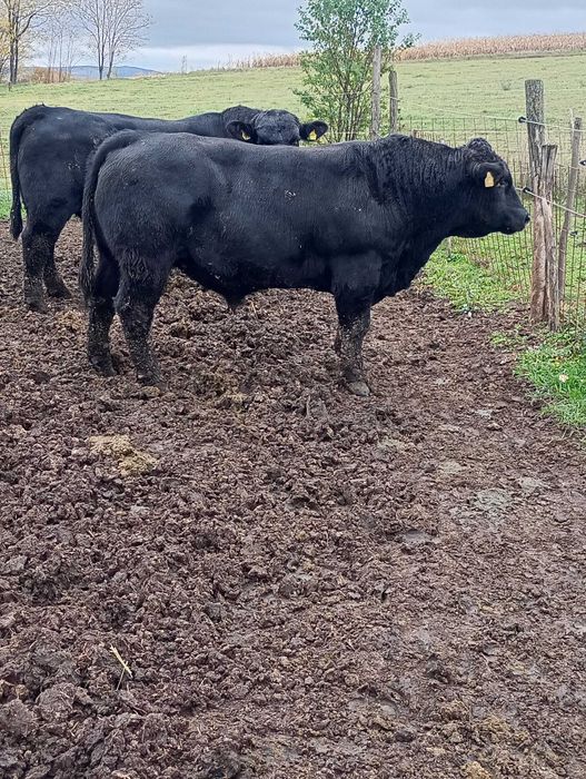 Vând tauri angus pentru reproducție