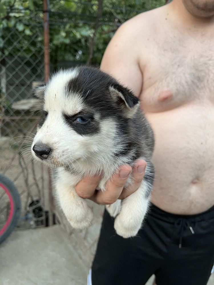 Vând Husky Siberian