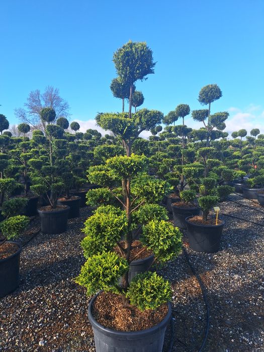 Plante ornamentale pentru gradina magnolia