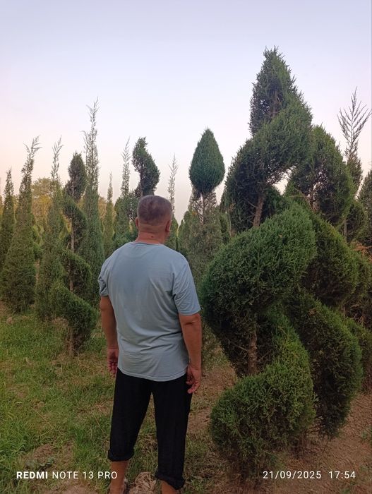 6 йиллик Можжавелник арча кўчатлари