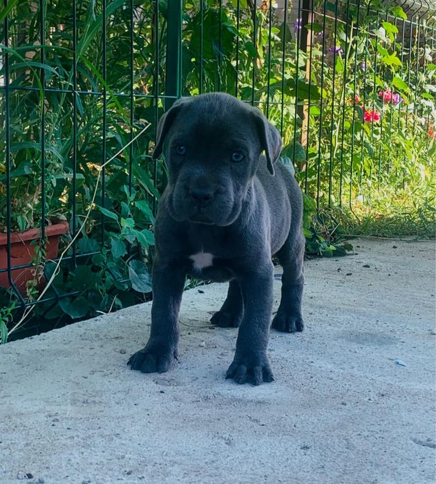 Mascul cane corso