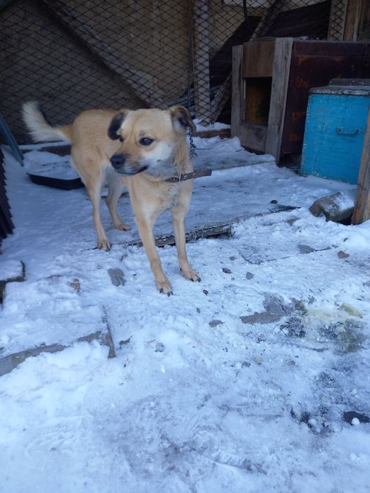 Отдам собачку в хорошие руки