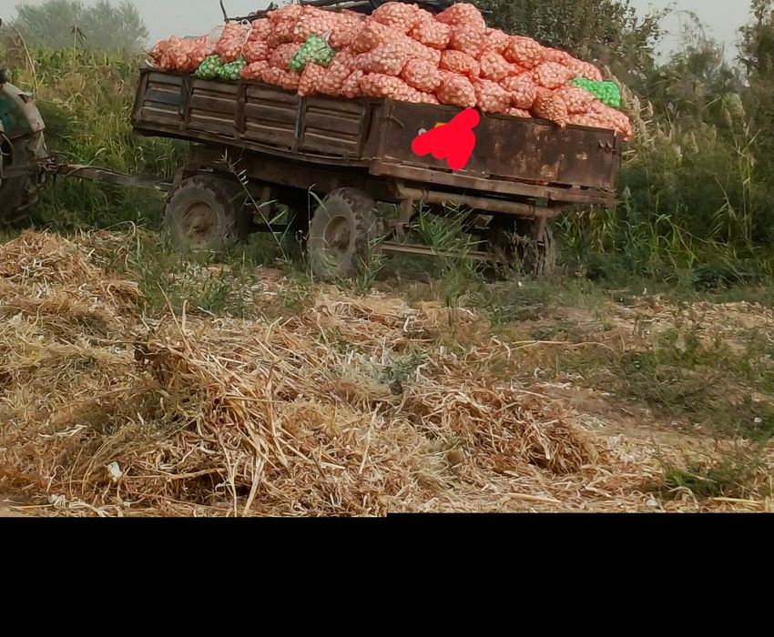 Пийоз сотилади оптим