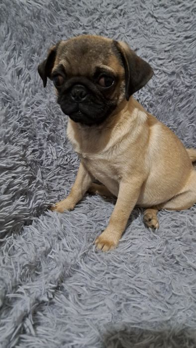 Продаю  клубного щенка мопсика мальчик