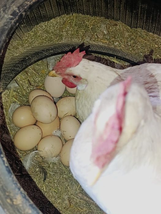 Продаю кур ,несушек