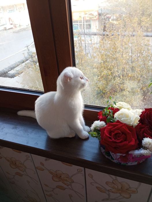 Шотландский фолд девичка