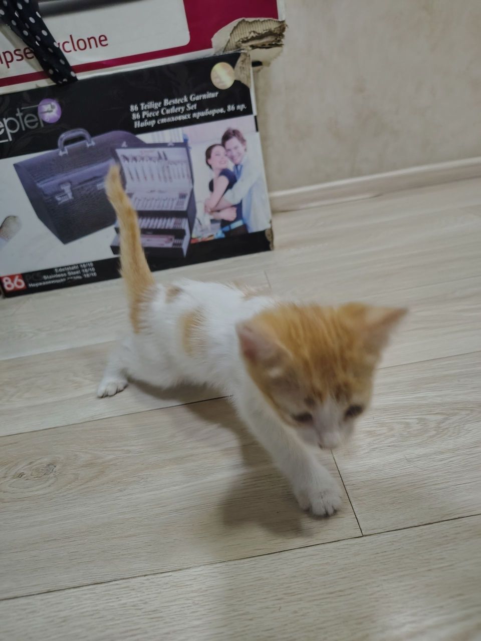 Котята отдаю даром