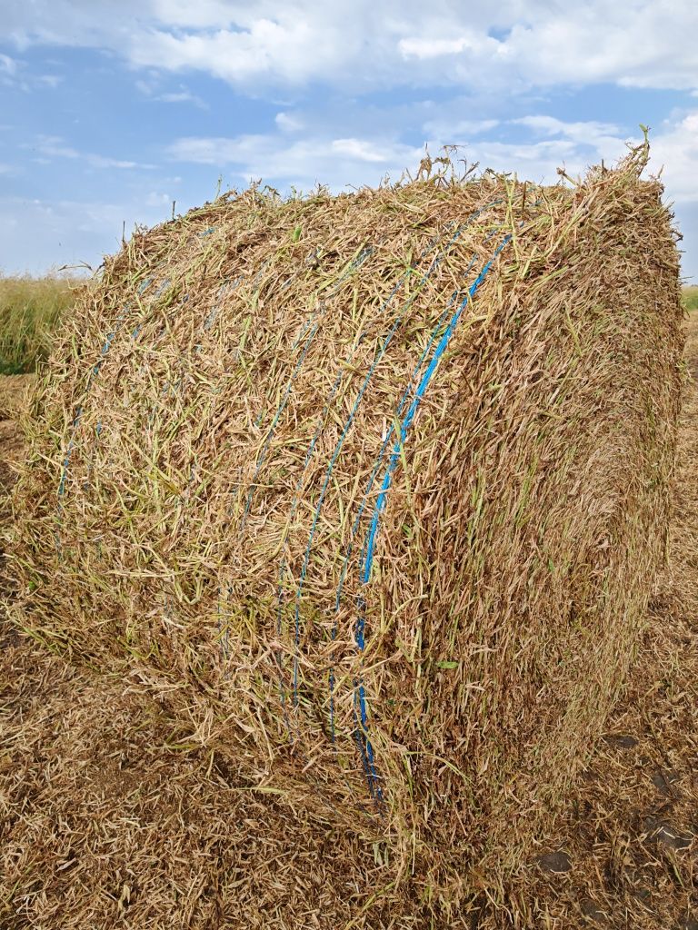 Baloți mazăre 2025