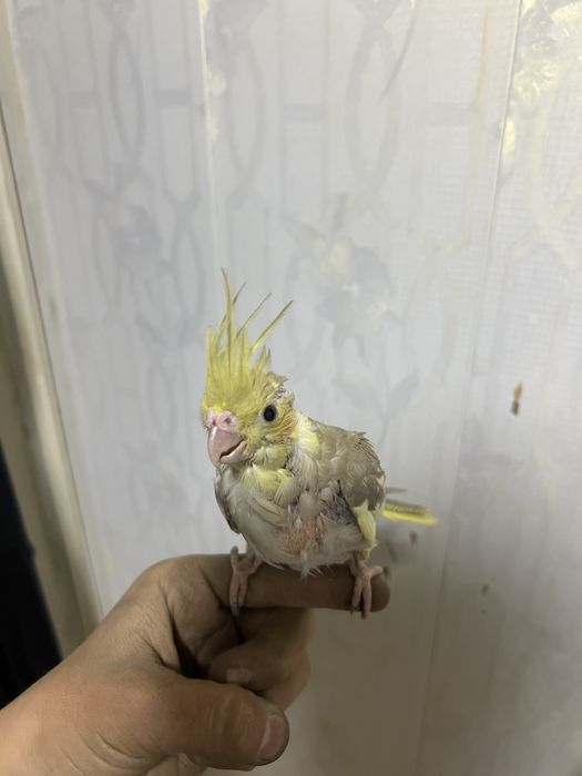 Karela polapolari sotiladi hozir pati toliq chiqan brak joyi yoq