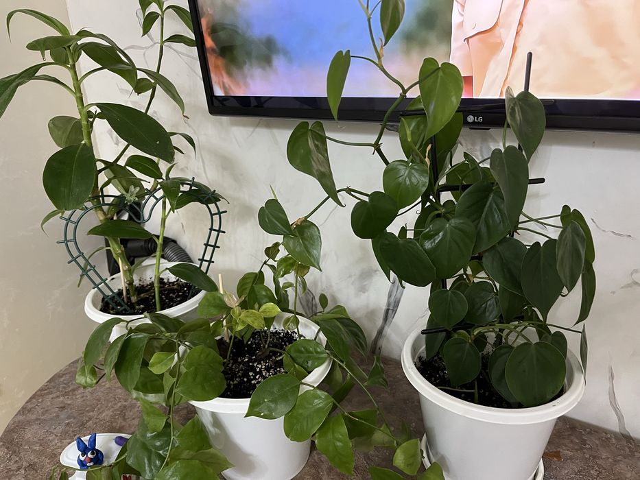 3 гүлді бірге 9000 ға беремін