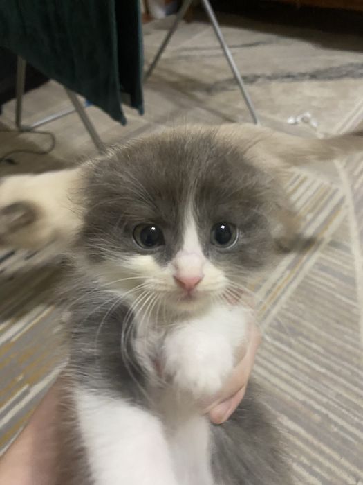 Отдаем котят в добрые руки