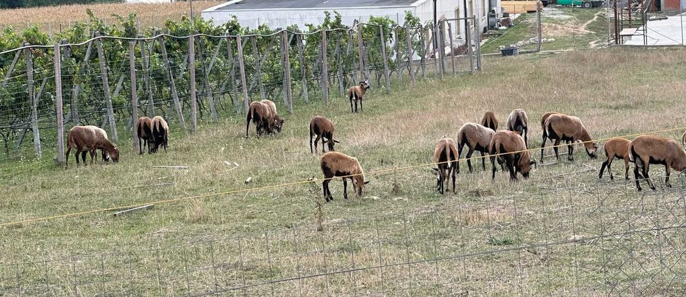 Familie de oi de camerun