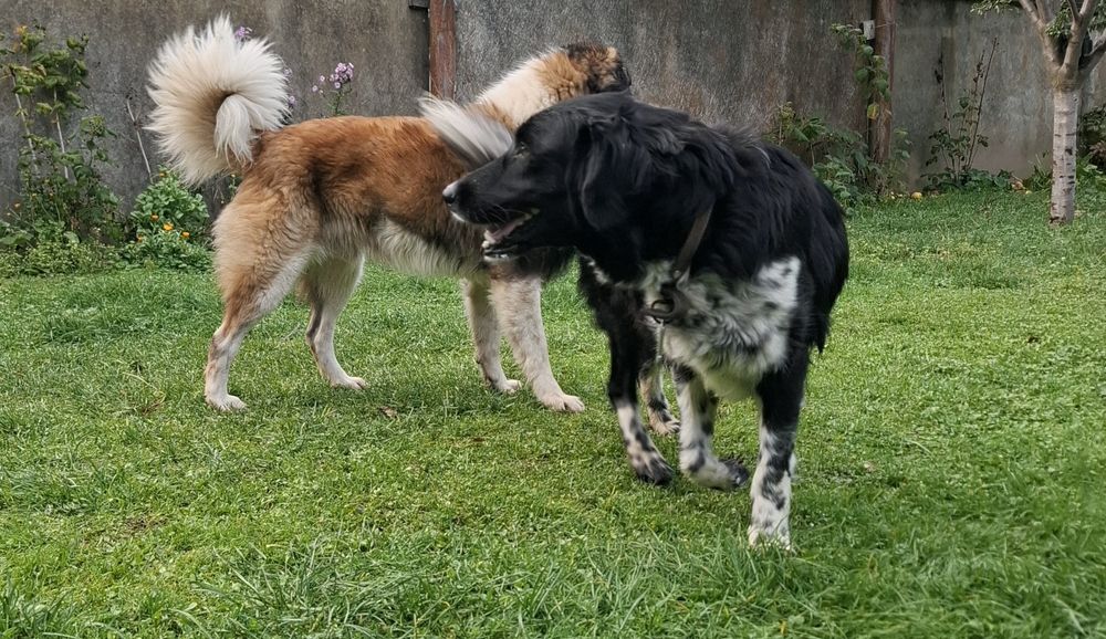 Catei metis pentru adoptie