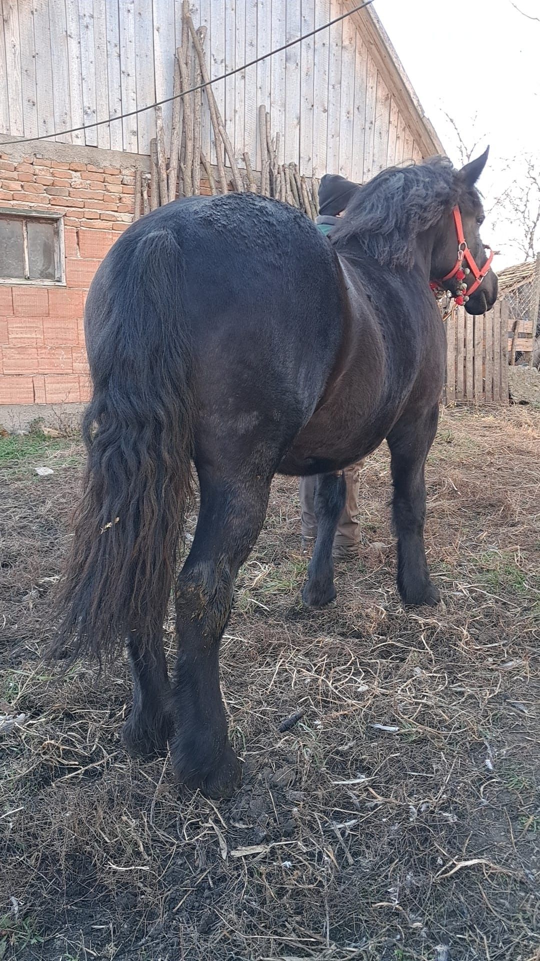 Vând manza 1 an și 2 luni