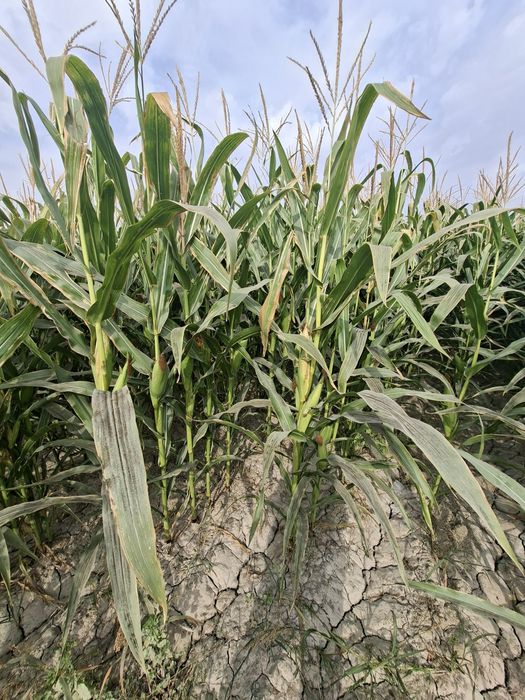 Makkajoxari silosga sotiladi