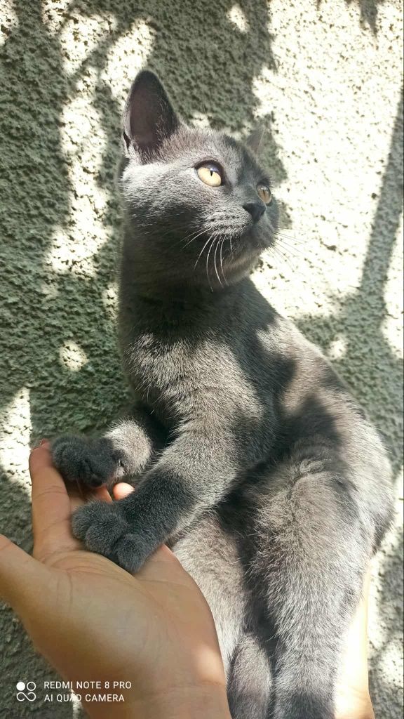 Британско котенце