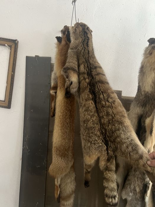 Blana tabacita lup,pisica salbatica