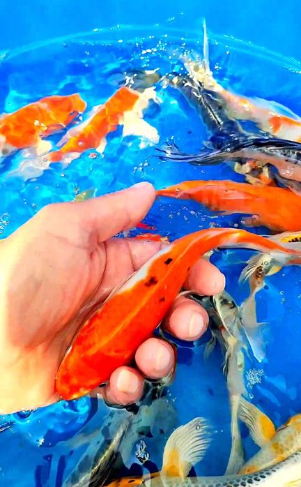 Crapi koi buterfly, standard si long fin