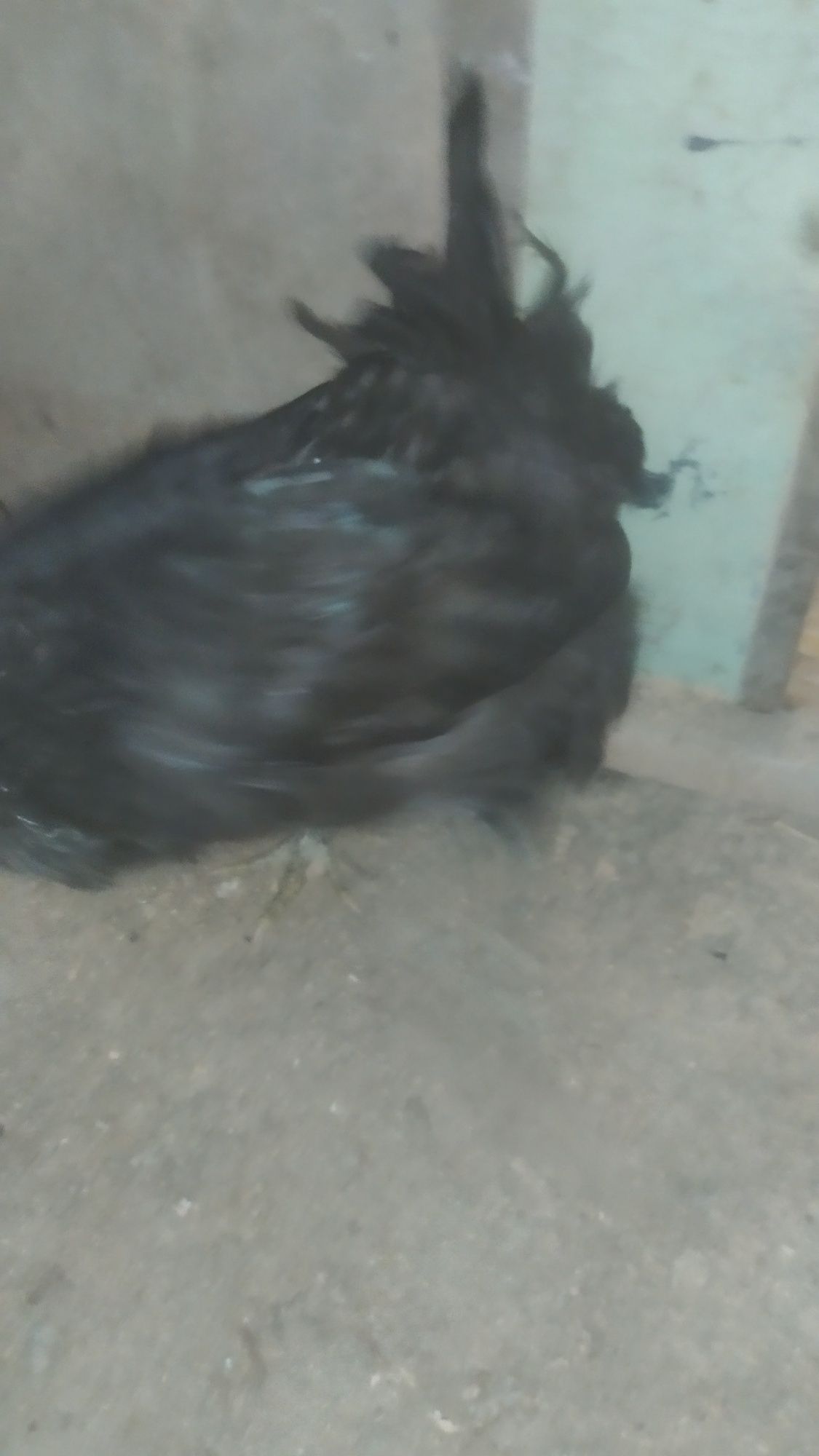 Qora shaxzoda joja 5 oylik vazni 1kilo gigant boʻladi narxi 149 ming