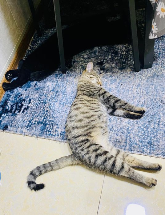 Отдам в добрые ответственные  руки.