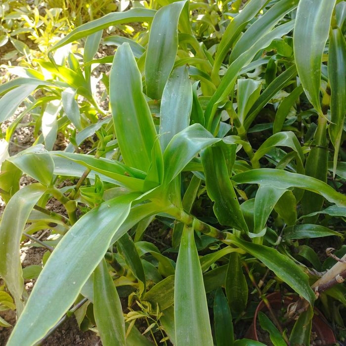 Личебник залатой ус сотилади, барги ва уси