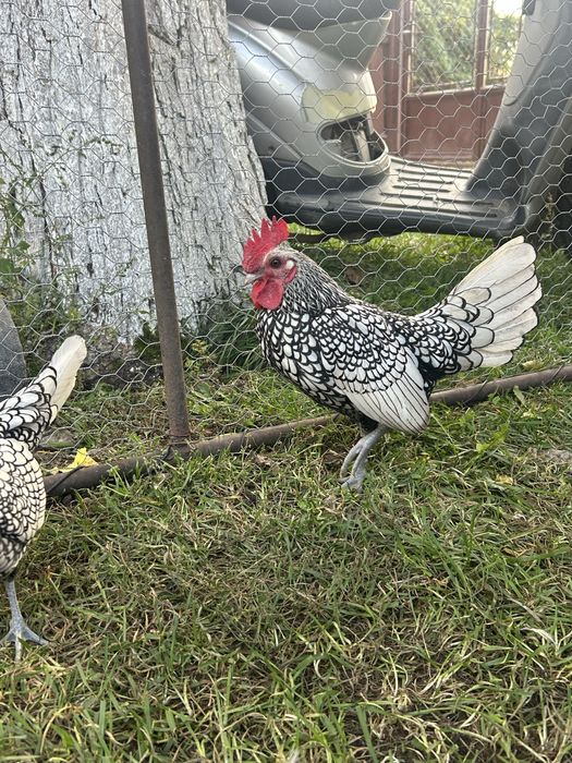 Vand sau schimb cocos sebright argintiu