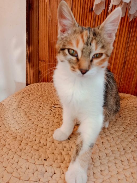 Котенок/девочка/