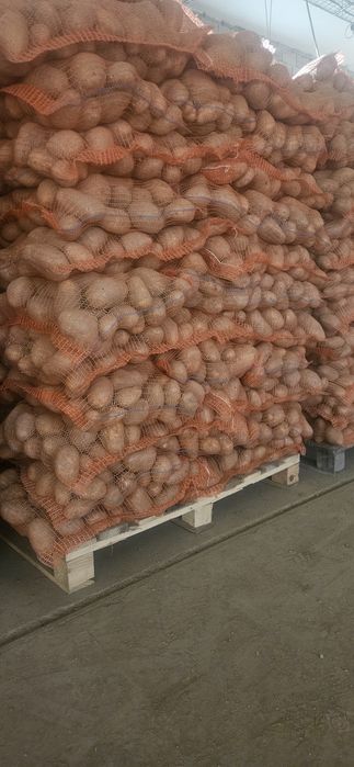 Cartofi mari albi soiu captiva