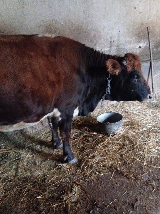 Vând vaca 5 ani gestanta  5 luni