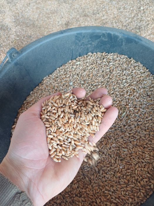 Vand baloti lucerna , siloz porumb , cereale triticale si porumb