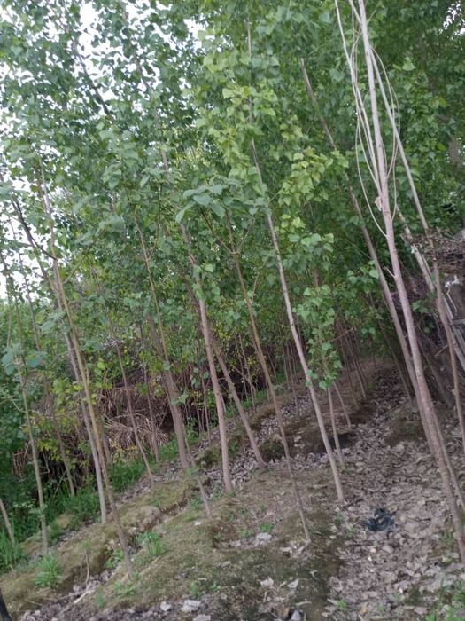 Уй Сотилади 7 Хона ошхона бания 200 та тераги дарахтлари куп